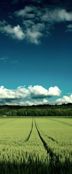 field